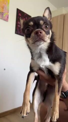 The video shows a close-up of a person holding a small chihuahua dog. The dog is primarily brown and tan with white markings on its chest and face. The dog's ears are pointed, and it has large, dark eyes. The person's hands are visible supporting the dog's body. The background appears to be an indoor setting with a white wall, a wooden floor, and two framed pictures hanging on the wall. One picture is abstract with colorful shapes, and the other has a pattern of red dots on a dark background. There is also a wooden cabinet or closet visible in the background. The dog's head moves from side to side and it blinks its eyes.