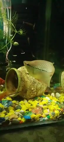A Gourami fish swims in an aquarium amongst yellow and multi-colored gravel, a ceramic pot, and aquatic plants. Small fish are visible in the background.