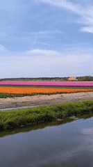 Spring blooms and rusty birdcage documented in Dutch countryside