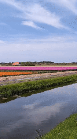 Spring blooms and rusty birdcage documented in Dutch countryside