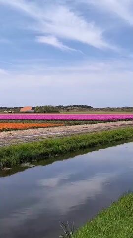 The video shows a tulip field with multiple horizontal rows of flowers in pink and orange. In the foreground is a narrow canal with tall grass growing along its banks. The sky is blue with scattered clouds. A building is visible in the distance, along with a wind turbine on the left side of the frame. The camera pans slightly from right to left.