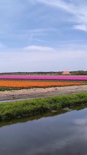 Spring blooms and rusty birdcage documented in Dutch countryside