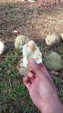 A person's hand holds a piece of white fruit, possibly durian flesh, in the foreground. In the background, several spiky, green fruits, also likely durian, lie on a ground covered with dry grass and leaves. A man, dressed in a dark t-shirt and pants, is crouched down, appearing to be preparing or opening another piece of fruit. He is surrounded by more durian fruits and palm trees are visible in the distance, suggesting an outdoor orchard setting. The lighting indicates it is daytime.