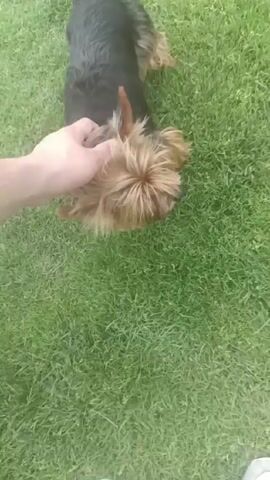 A person is petting a small, brown and black dog on a lawn. The dog is standing on the green grass, looking up at the person's hand as they pet its head. The person is wearing white sneakers. The dog is wearing a collar and leash. The camera is positioned looking down at the dog and the person's hand.
