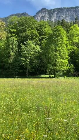 The video shows a landscape view of a field of green grass and wildflowers, with a dense green forest bordering it. A mountain with a rocky face rises in the background, under a blue sky with some clouds. The camera remains static throughout the video. There is no visible movement or activity except for the possible swaying of the grass and trees in the breeze.