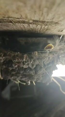 This is a close-up, low-angle shot of a bird's nest. The nest appears to be made of mud and twigs, and it is situated beneath a wooden beam. A small bird, with its eyes closed and beak open, is visible in the center of the nest. The bird is covered in soft downy feathers. The lighting suggests it is daytime, and there is a bright light source illuminating the scene from the right. The background is dark and out of focus.