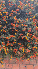 Flowering wall display captured on video in La Paz