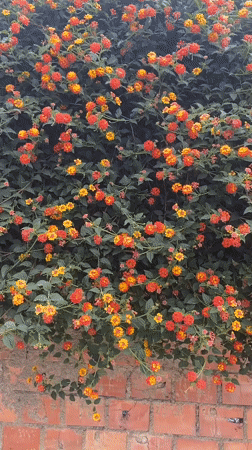 Flowering wall display captured on video in La Paz