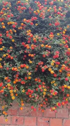 Flowering wall display captured on video in La Paz