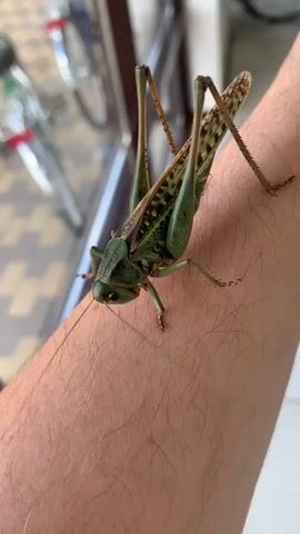 A large green katydid with brown markings is perched on a person's arm. The katydid's long antennae extend forward. Its legs are visible, and its wings are folded. The background is blurred and appears to be outdoors with a hint of a building and some bicycles. The lighting suggests it is daytime.