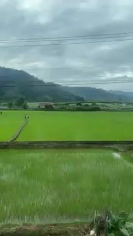 The video presents a view of a lush green rice paddy landscape, captured from a moving vehicle. The foreground is dominated by the vibrant green rice fields, segmented by narrow earthen pathways. In the midground, figures of people are discernible within the fields, working. As the camera moves, glimpses of individuals on motorbikes crossing the pathways are visible. Overhead, power lines stretch across the sky, which is covered by overcast clouds. In the distance, gentle hills and low mountains form the horizon. The overall scene evokes a sense of rural activity and the agricultural landscape.