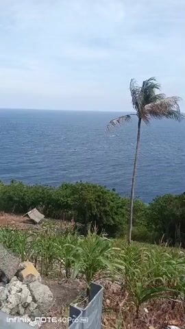 A vertical video captures a coastal landscape under a clear blue sky with scattered clouds. In the foreground, a rough patch of ground is visible, with scattered rocks, debris, and young corn plants. A metal barrier runs along the bottom edge of the frame. Beyond this, a slope covered in lush green vegetation, including trees and more corn plants, descends towards the sea. A small, simple hut with a thatched roof is nestled among the trees. The sea is a deep blue, with gentle waves creating ripples on its surface. The coastline stretches into the distance, with a small beach visible on the left side of the frame. A single, slender palm tree with fronds bent by the wind stands on the right side of the image, silhouetted against the sea and sky. The video pans slowly to the left, offering a wider view of the coastline and the expanse of the ocean.