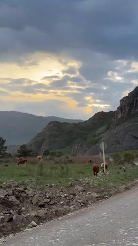 The video shows a rural landscape at sunset. In the foreground is a gravel road with a pile of dirt and rocks on the side. Beyond the road is a green field where several brown and white cows are grazing. In the background, there are layers of mountains under a cloudy sky with patches of golden sunlight peeking through. A few trees are scattered throughout the field, and a road sign is visible on the right side of the frame.