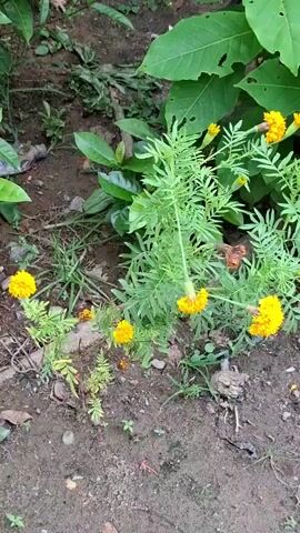The video captures a static shot of a patch of marigold plants (Tagetes spp.) in a garden setting in Meunasahreudeup, Indonesia. The plants feature vibrant yellow flowers in various stages of bloom, from fully open to developing buds, interspersed among lush green, feathery foliage. The flowers are mostly a rich yellow color.

The ground is composed of dark brown soil, with some scattered dry leaves and small weeds growing between the marigolds. In the background, other green plants and larger leaves are visible, particularly a large, possibly tropical, green leaf in the upper right corner of the frame. The lighting suggests it is daytime, with natural illumination. There are no people visible, and no specific activity is taking place other than the plants growing naturally. No text is visible in the video. The scene depicts a small, cultivated area, possibly part of a home garden.