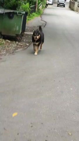 A medium-sized dog with black and tan fur walks along a paved surface. A large green dumpster is visible on the left side of the frame. The dog has blue eyes and a pink tag on its left ear. The camera is following the dog as it moves away from the dumpster and towards the viewer.