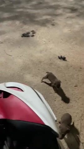 The video shows two small brown puppies walking on a concrete surface.  A white and red motorcycle helmet is visible in the lower left corner of the frame.  A person's leg and shoe enter the frame at the bottom.  There are several small, dark objects scattered on the ground. The background includes a curb with grass growing behind it.  The puppies appear to be exploring their surroundings.