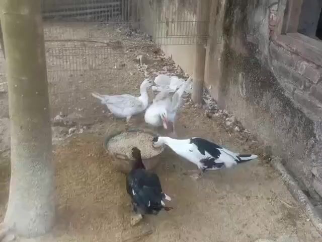 Four ducks are gathered around a bowl of feed in an outdoor enclosure. The enclosure appears to be dirt-floored and has a wire fence on the left side and a brick wall on the right. One duck is predominantly black with white markings and is positioned in the foreground, facing away from the camera. To its right is a duck with black and white plumage, also facing the feed. Behind these two ducks are two white ducks, one of which is actively eating from the bowl, while the other is slightly further back and also appears to be focused on the feed. The overall lighting suggests it is daytime.