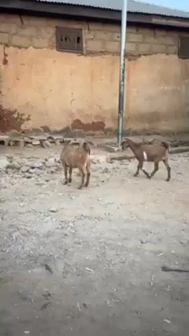 The video shows two brown goats walking and feeding in a dirt yard. The yard is in front of an aged, one-story brick building with two visible windows. There is a metal utility pole in the yard. The sky is visible above the building. The ground is uneven and scattered with debris. The goats move around the yard, occasionally pausing to eat something on the ground.