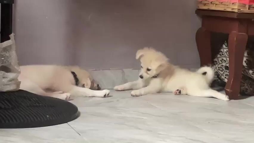 The video shows two young dogs lying on a tiled floor indoors. The dog on the left is light-colored, lying on its side with its head resting on its paws, appearing to be asleep or resting. It is wearing a black collar. The dog on the right is also light-colored, lying on its stomach with its front paws extended and its head looking towards the dog on the left. It is wearing a red collar. The background shows a wall and the leg of a wooden table with patterned fabric underneath. A black object, possibly part of a fan, is visible in the lower left corner of the frame. The lighting suggests it is daytime or a well-lit indoor space.