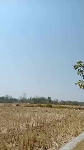 A video pans across a rural landscape under a clear blue sky. On the left, a dry, harvested field stretches towards a treeline in the distance. Small, rustic structures, possibly huts, are visible in the middle ground. A road with a paved shoulder runs along the right side of the frame. Young trees with green foliage are planted at regular intervals along the edge of the road, casting shadows on the pavement. The camera moves forward, revealing more of the road and the surrounding fields, with a few power lines and poles also visible in the background.