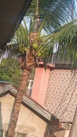 The camera pans down and back up, showing a small palm tree with coconuts growing on it. The tree is situated amidst various buildings, some with dilapidated roofs and others with more modern brickwork. Utility wires are also visible in the background.