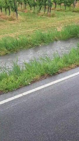 The video shows a roadside ditch with water flowing in it. The ditch is bordered by green grass and a vineyard is visible in the background. The road in the foreground has a white line painted on it. The video appears to have been filmed from a moving vehicle.