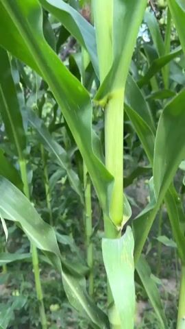 A close-up, vertical video captures a growing corn plant. The camera moves slowly upward, focusing on the thick, green stalk and its large, broad leaves. At the base of one stalk, a young ear of corn is visible, its silks a reddish-pink color. The background is blurred, showing more green foliage, likely other corn plants and possibly trees, with a hint of blue sky at the top. The lighting suggests daytime and an outdoor setting, possibly a garden or field. No people are visible in the video.
