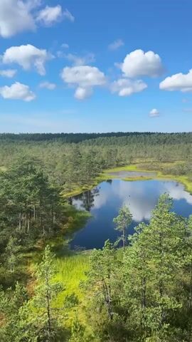 A drone shot pans over a serene wetland landscape. A calm, dark body of water reflects the bright blue sky dotted with fluffy white clouds. The water is surrounded by lush, green vegetation and scattered pine trees, some of which are in the foreground, their branches reaching towards the sky. In the background, a dense forest stretches to the horizon. The overall impression is one of natural beauty and tranquility.