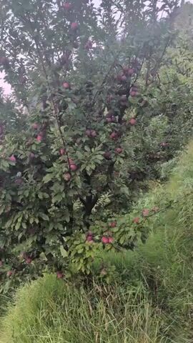 The video begins with a close-up of a plum tree laden with ripe fruit, its branches thick with green leaves. The camera then pans left, revealing a lush green valley with mist rolling in. Mountains rise in the background, their peaks shrouded in soft clouds. The sky is painted in hues of pink and purple, suggesting either dawn or dusk. A narrow path is visible on the right side of the frame, bordered by tall green grass. The overall atmosphere is serene and tranquil, capturing the natural beauty of a mountainous landscape.
