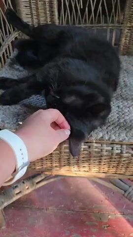 A person's hand with a white watch is petting a black cat lying on its back on a wicker chair with a textured rug. The cat's head is tilted and its eyes are closed. The background is a blurred wicker pattern.