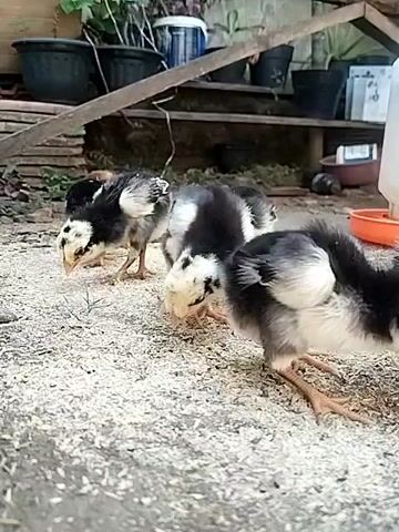 The video shows four young chickens pecking at food on the ground. The chickens are black and white with yellow accents. They are standing on a surface covered in what appears to be rice husks or similar grain. In the background, there are several black potted plants, a wooden structure, and some plastic containers. The lighting suggests it is daytime, possibly outdoors or in a well-lit covered area. The chickens are actively foraging, with their heads down and beaks touching the ground. There is no human interaction visible.