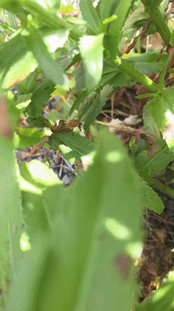 Claremorris, Ireland