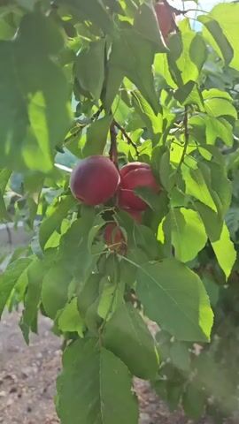 The video shows a close-up of a plum tree heavily laden with ripe plums. The plums are a deep red color and hang in clusters amidst lush green leaves. The camera pans slightly, revealing more of the tree and its fruit, with some sunlight filtering through the foliage, creating a dappled effect. The background is blurred, suggesting an outdoor setting, possibly a garden or orchard, with hints of dirt and possibly a fence or netting in the upper portion of the frame. The overall impression is one of abundance and natural beauty.