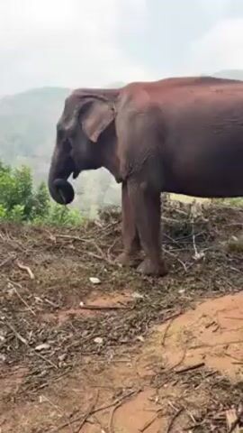 The video shows two elephants in a natural environment. The first elephant is reddish-brown and is standing near the edge of a dirt path. The elephant is using its trunk to pick up something from the ground. It then walks to the side of the path, showing its backside, and joins another elephant. The second elephant is eating. The path leads into a mountainous, green landscape under a cloudy sky. People are heard speaking in the background.