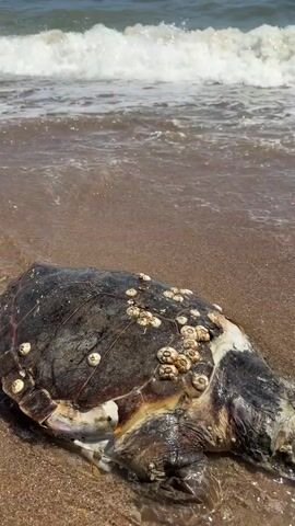 A sea turtle with barnacles on its shell lies on a sandy beach. The turtle is dark-shelled with lighter markings and appears to be either dead or very ill, as it is motionless on the sand. Waves from the ocean are gently washing over the turtle at the waterline. The beach is a light brown sand, and the ocean beyond has white-capped waves breaking. The sky appears clear and sunny, indicating daytime. In the background, far out in the ocean, a person can be faintly seen. The video captures the scene at Νέα Χηλή, Greece.