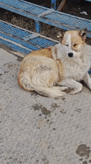 Tagged dogs rest outdoors in Russia facility