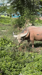 Water buffalo grazing roadside in Baan Bo Phut, Koh Samui