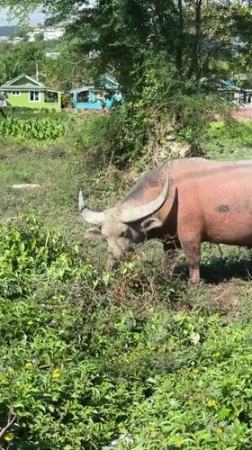 Water buffalo grazing roadside in Baan Bo Phut, Koh Samui