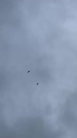Two birds are flying in the sky, which is a light gray color due to cloud cover.