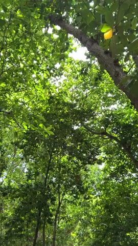 The video shows a group of four people walking away from the camera down a path. The path is lined with trees and vegetation, and the ground appears to be sand or dirt. The people are dressed casually, and the weather appears to be warm and sunny, as evidenced by the dappled sunlight filtering through the leaves. The first person in line is wearing a dark t-shirt with a graphic on the back, black leggings, and carrying a light blue backpack. The second person is wearing a pink bikini top and patterned pants, and a white bucket hat. The third and fourth people are not clearly visible. The overall atmosphere is relaxed and leisurely, suggesting they are on vacation or enjoying an outing in a natural setting.