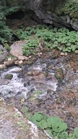 A clear, shallow stream flows over rocks and pebbles. Large green plants with broad leaves grow along the banks, interspersed with smaller vegetation and trees. The water appears clean and clear, reflecting the surrounding greenery. The scene is set in a natural, wooded environment, likely a forest or gorge, with rocky cliffs visible in the background. The lighting suggests it is daytime.