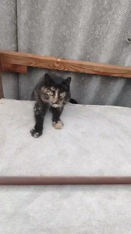 The video shows a tortoiseshell cat on a gray surface next to a corrugated, gray wall. The cat is positioned between a brown metal bar in the foreground and two pieces of wood attached to the wall above. The cat walks forward, lowers its body to the ground, and then disappears behind the metal bar.