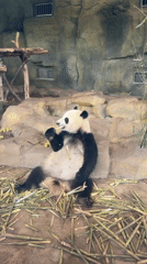Panda feeds on bamboo at Chenghua District zoo