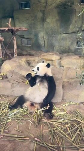 Panda feeds on bamboo at Chenghua District zoo