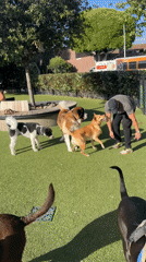 Dogs play at West Hollywood park during sunny day
