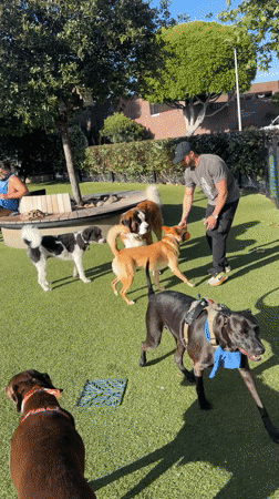 Dogs play at West Hollywood park during sunny day