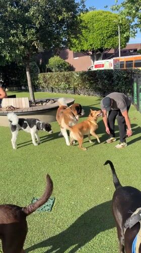 Dogs play at West Hollywood park during sunny day