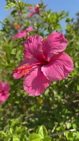 This is a close-up, vertical video of a bright pink hibiscus flower in focus, with other blurred pink hibiscus flowers and green foliage in the background. The sky is clear and blue. The flower has prominent petals and a stamen with yellow pollen. The lighting suggests it is daytime, likely outdoors.