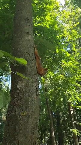 A small, reddish-brown squirrel is seen clinging to the side of a large tree trunk, head down and facing the viewer. The squirrel is holding something in its paws near its mouth and appears to be eating or nibbling on it. The tree trunk is rough and textured, with a few green leaves visible on the left side of the frame. Behind the tree, a dense canopy of green leaves forms the background, with sunlight filtering through the foliage, creating a dappled effect. The overall scene is one of a natural forest environment.