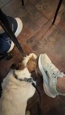 A dog lies on a tiled floor between the legs of two people. The dog is mostly white with brown markings on its head and back. It is wearing a collar and a leash. One person's feet are visible wearing blue athletic shoes with white soles and gray socks. The other person's feet are visible wearing light-colored athletic shoes with white soles. Metal table or chair legs are also present in the scene.
